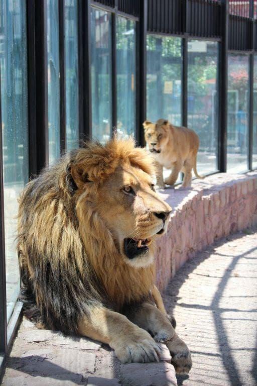باغ وحش قزوین